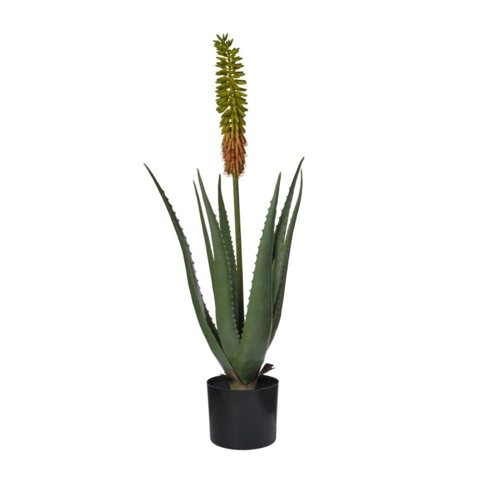 PIANTA ALOE C9 FOGLIE CM85